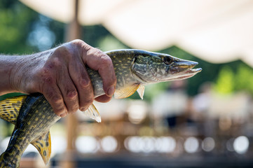 The fisherman is holding in hand the fish that he fished