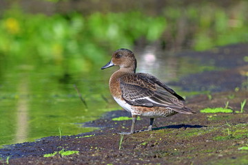 The wild duck wigeon costs ashore