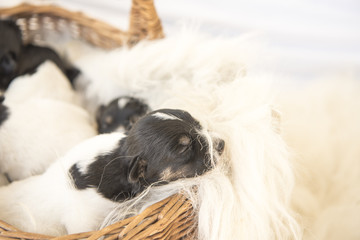 Jack Russell puppies 12 days old. The eyes open.