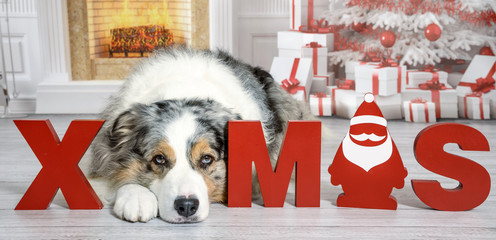 Ein Hund liegt in einem weihnachtlichen Wohnzimmer mit Kamin und Geschenken neben den Buchstaben „X Mas“ mit Blick nach vorne.  - 118232003