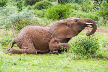 African elephants in the middle of the savannah
