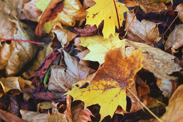dirty autumn foliage full screen