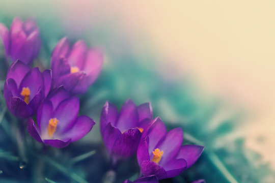 Fototapeta bright purple flowers