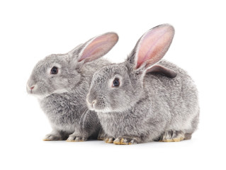 Two gray rabbits.