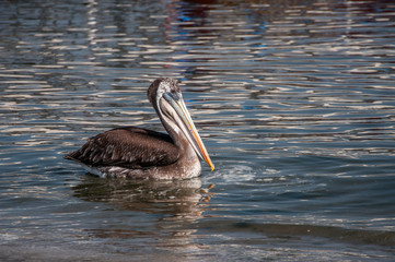Peruvian pelican, Paracas, Ica, Peru