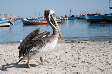 Peruvian pelican, Paracas, Ica, Peru
