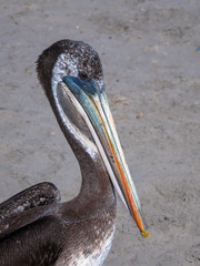 Peruvian pelican, Paracas, Ica, Peru