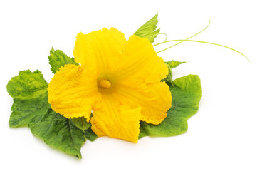 Yellow pumpkin flower.