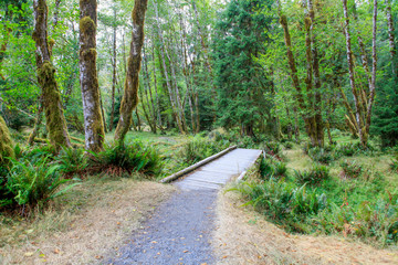 Pathway in Hoh rainforest. La Push, WA