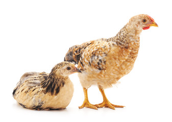 Baby chickens.