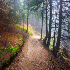 Fototapeta premium mountain path in autumnal colors