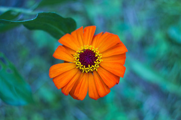 Beautiful garden orange flower view from above in centre Zinnia on blurred background