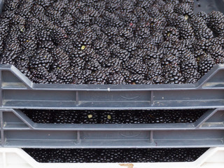 Fresh blackberries at the farmers market.