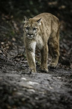 Puma in the rocky nature habitat, american wildlife, cougar, big cats