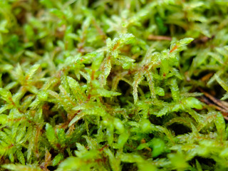 Moss beautiful macro, the Nature Of The North. The moss plant covering. Soft plant of the North.