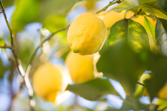 Lemons in lemon tree
