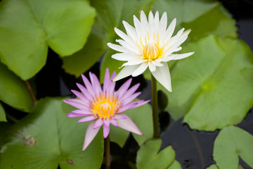 Lotus lily white and light purple flowers on pond