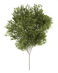 Fototapeta na wymiar common beech tree isolated on white background