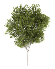 common beech tree isolated on white background