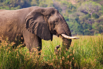 African elephants in the middle of the savannah
