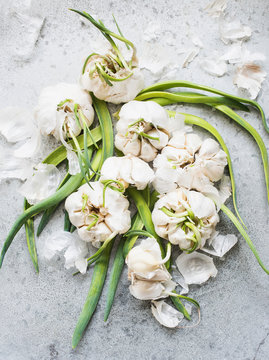 Overhead view of sprouting garlic bulbs