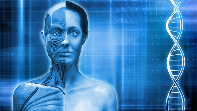 Blue medical background of a human body anatomy of a female , background with dna and waves 3d render