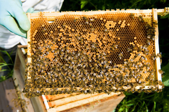 Cropped view of beekeeper checking bee hive