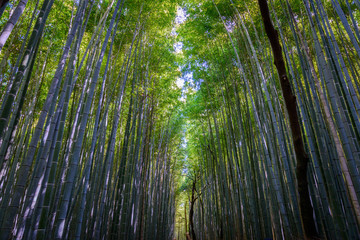Fototapeta premium Path inside the Bamboo Grove in Arashiyama, Kyoto