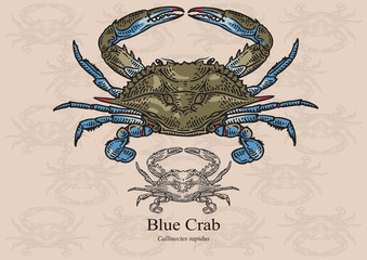 Blue crab. Vector illustration for artwork in small sizes. Suitable for graphic and packaging design, educational examples, web, etc.