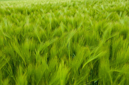 Full frame view of green barley field