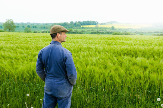 Farmer looking out over green barley field