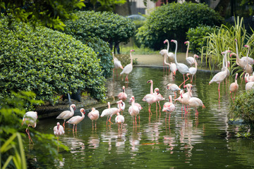 Wild animal in nature