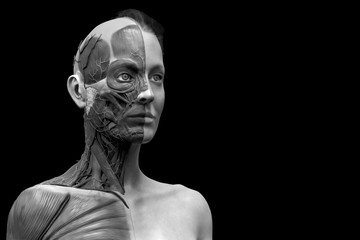 Human anatomy of a female - muscle anatomy of the face neck and chest , medical image reference of human anatomy , 3D rendering in realistic black and white
