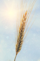 Golden Ear wheat or rye. full grains close up. against the sky . soft light effect