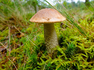 Mushroom Boletus young tight growing in the forest. Edible tasty mushroom. The harvest season of mushrooms for food. The gifts of wild nature to humans.