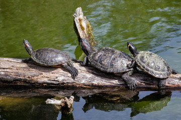 Turtle family