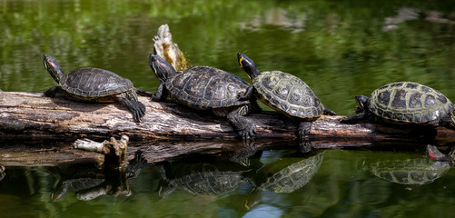 Fototapeta premium Turtle family 