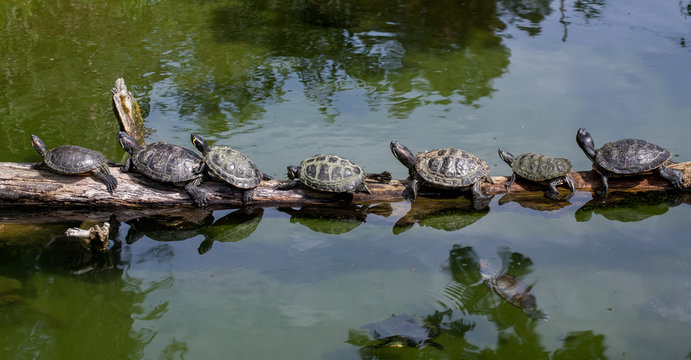Turtle family
