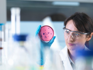 Scientist examining petri dish containing bacterial culture grown in laboratory
