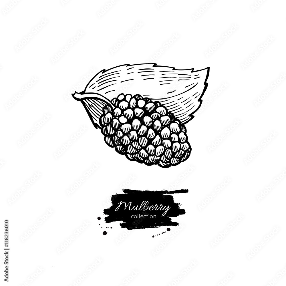 Sticker mulberry vector superfood drawing. isolated hand drawn illustra