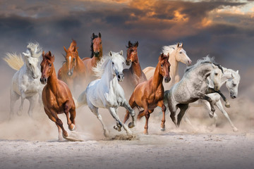 Obrazy na Szkle  Stado koni biegnie szybko w pustynnym kurzu na dramatyczne niebo o zachodzie słońca