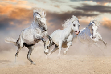 Obraz na płótnie Canvas Three white horse with long mane run in desert dust against beautiful sky