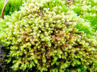 Fresh green moss on the stone. The moss plant covering. Soft plant of the tundra and North.
