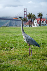 Crane grus in front of Golden Gate Bridge, San Francisco, California.
