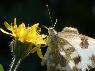 A butterfly sitting on a yellow flower. On a black background. Macro. / Бабочка, сидящая на желтом цветке. На черном фоне. Макро.