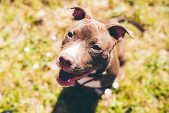 Overhead portrait of pit bull terrier looking up