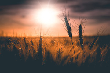 Wheat field and colorful clouds on the overcast sky. A fresh crop of rye. majestic rural sunset.