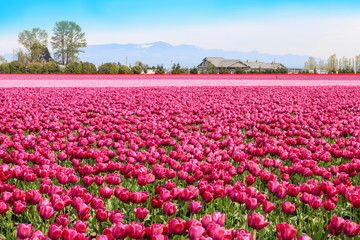 Fototapeta na wymiar Vibrant fields of colorful tulips carpet. Skagit valley tulip festival