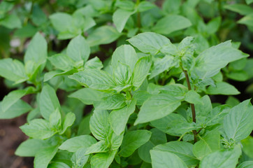 Ocimum basilicum Linn, Thai basil, green leaves mint flavour her