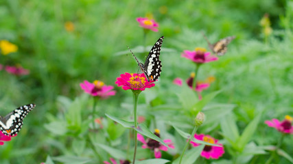 Profile of a butterfly on a zinnia flower